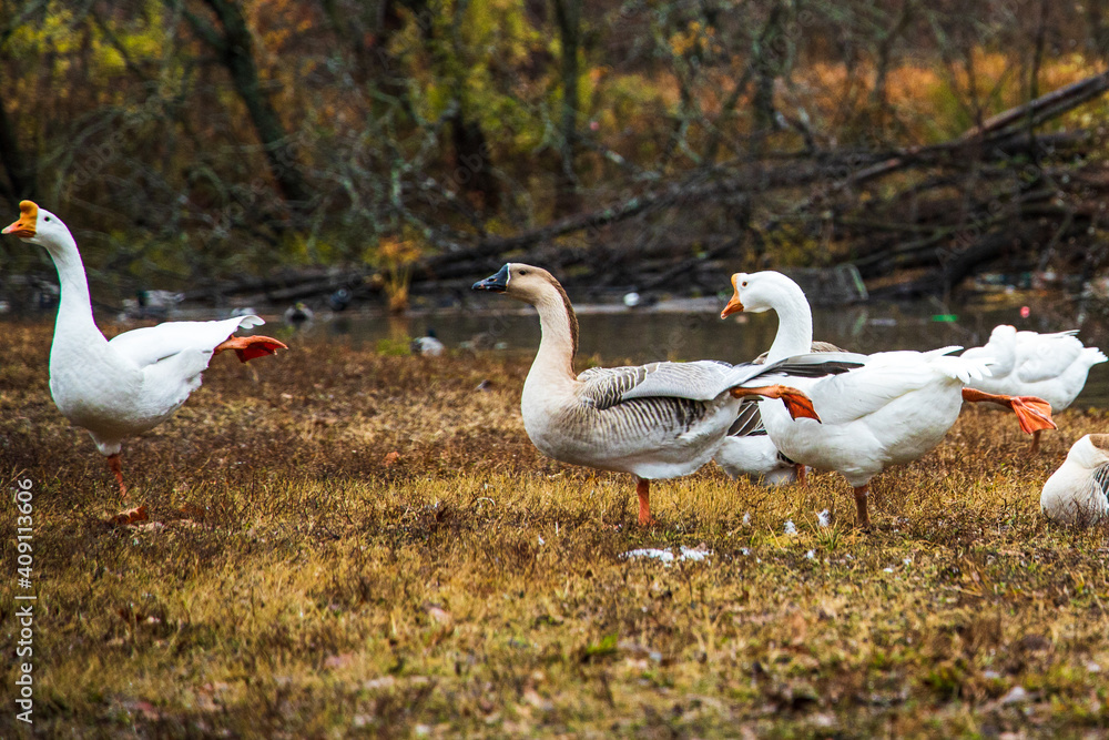 Obraz premium Yoga Geese 