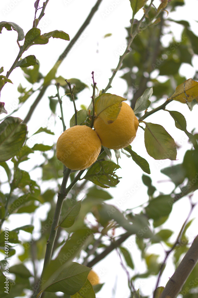 Lemon tree some ripe yellow lemons Lemon tree some ripe yellow lemons