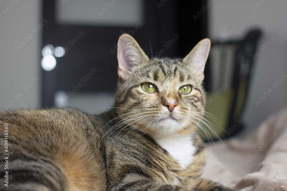 Tabby cat with a cute face. The concept of a cozy pastime with pets