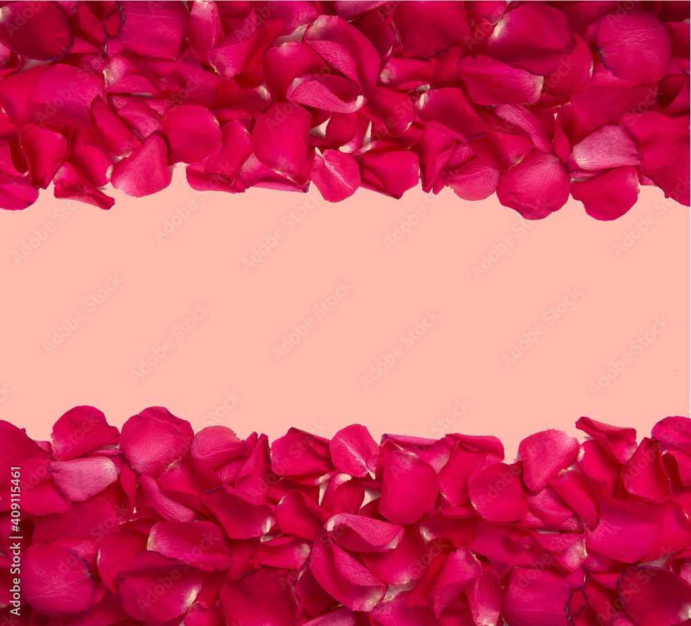 background and texture of bright red rose petals with a pink background in the middle. copy space.