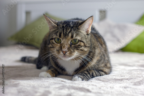 Tabby cat with a cute face. The concept of a cozy pastime with pets © Arylanna