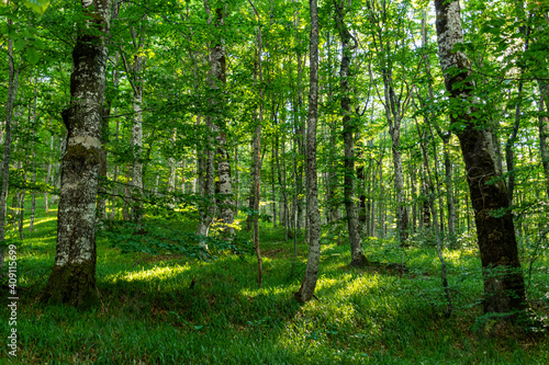 forest in the morning