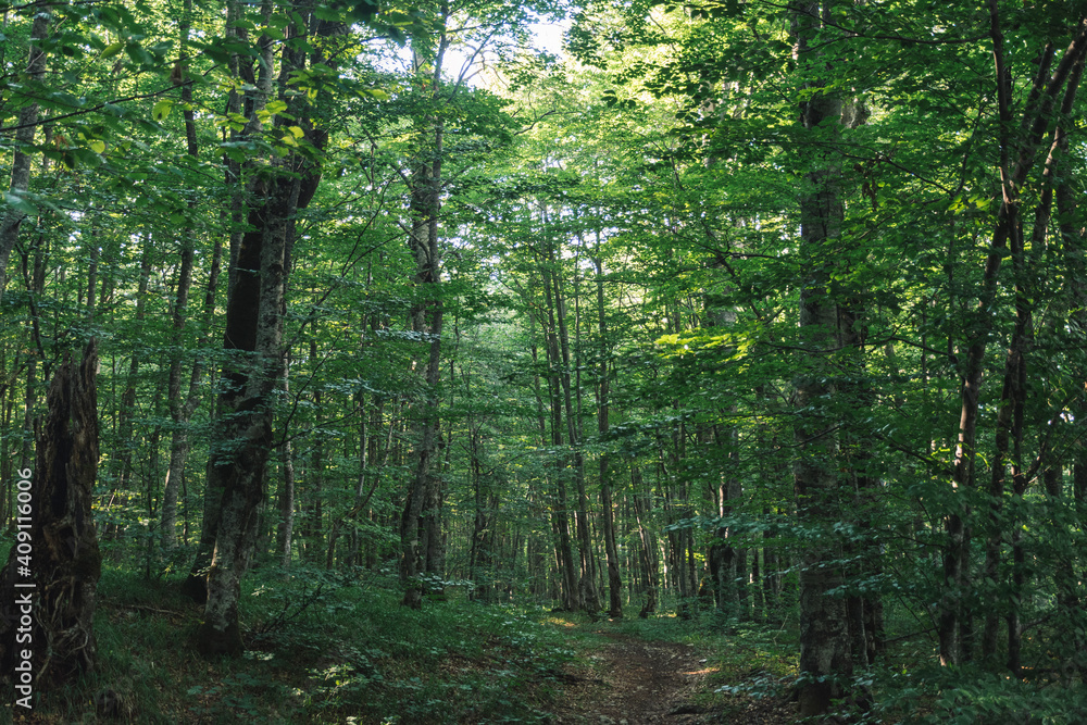 Fototapeta premium path in the forest