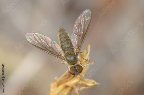 Bee-fly (Petrorossia hespera) photo