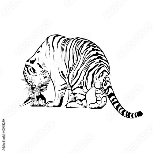 Fototapeta Naklejka Na Ścianę i Meble -  Sketch. Tiger is eating meat.