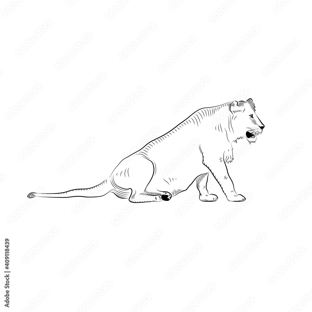 Fototapeta premium Sketch of relaxing female lion.