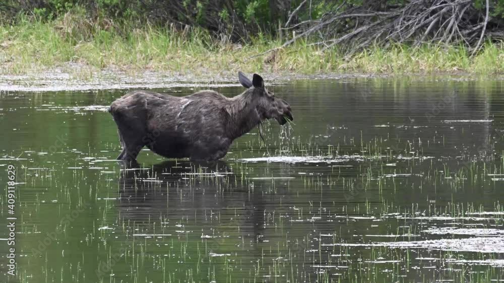 Moose in the Canadian wilderness Moose in the Canadian wilderness