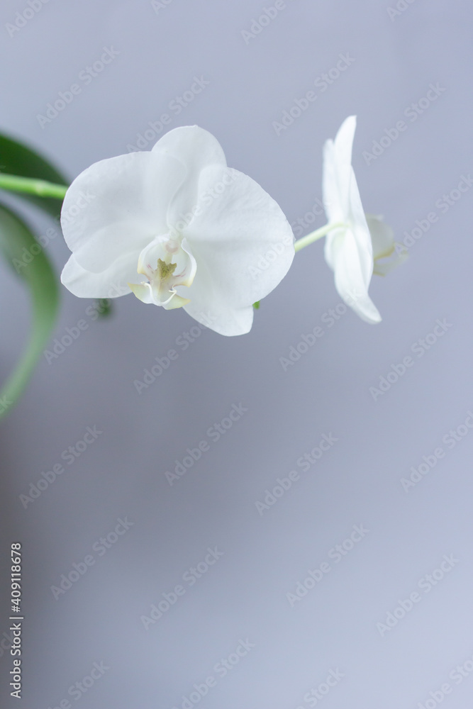 Obraz premium Two white orchids on gray background with space for text, flower photo for blog content