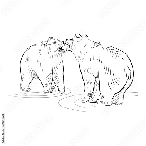 Sketch. Battle of two growling bears.