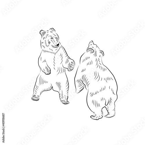 Sketch. Battle of two bears. Boxing.