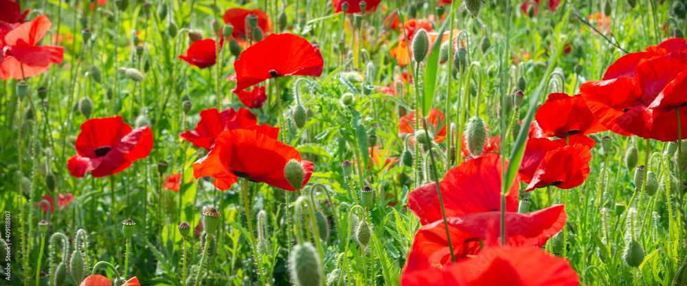 Obraz premium Close up of wild scarlet poppies on green background on summer sunny day. Wide banner format