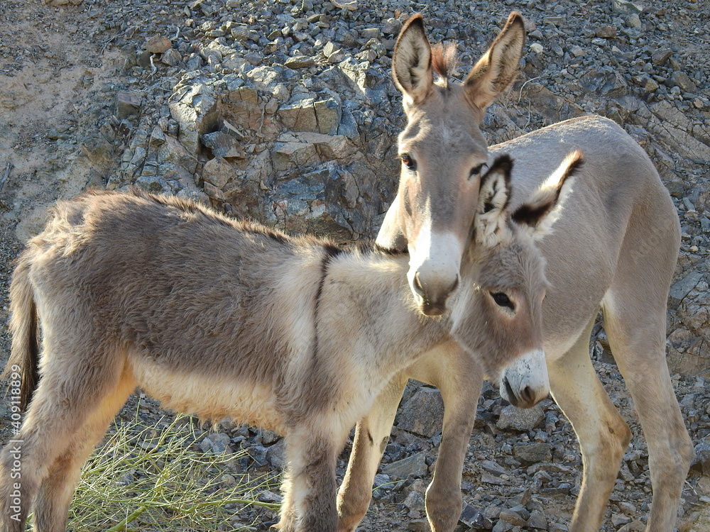 Obraz premium A mama wild burro and her babe roaming the Mojave Desert, in the Parker Dam area, San Bernardino County, California.