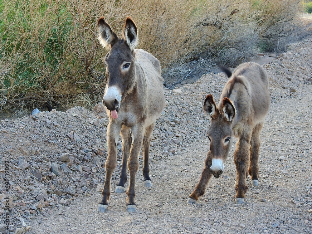 A mama wild burro and her babe roaming the Mojave Desert, in the Parker Dam area, San Bernardino County, California. A mama wild burro and her babe roaming the Mojave Desert, in the Parker Dam area, San Bernardino County, California.
