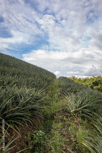 Photograph of a pineapple crop of the golden variety in the Cauca Valley Colombia.