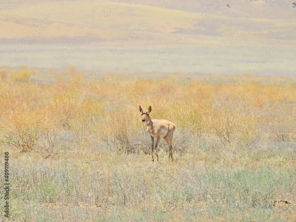 Naklejka premium Young pronghorn playing in grasslands of the Carrizo Plain, in San Luis Obispo County, California.