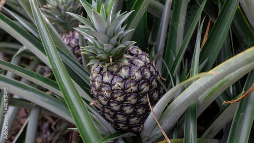Photograph of a pineapple crop of the golden variety in the Cauca Valley Colombia.