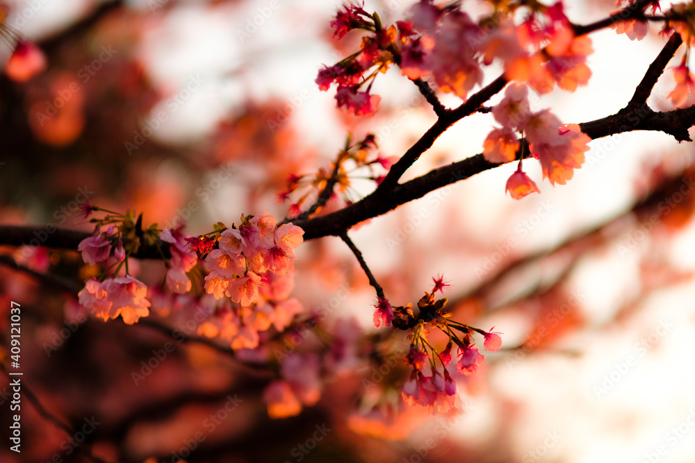 桜と夕暮れ
Cherry blossoms and sunset