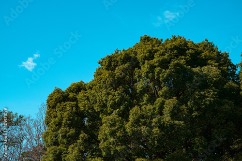 木と空 Tree and sky