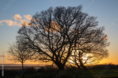 Bare Oak tree  Quercus  against a winter sunset at Leigh-on-Sea  Essex  England