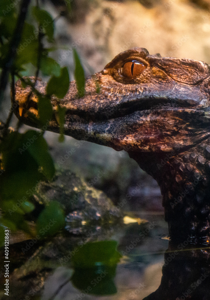 Alligator Eyes Alligator Eyes
