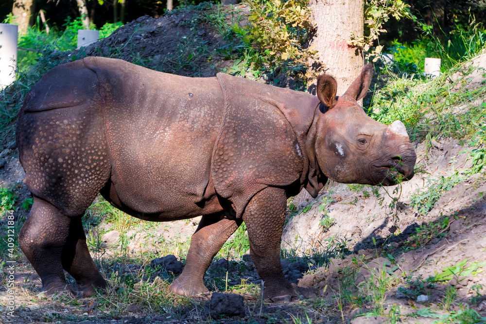 Fototapeta premium A young male Indian rhinoceros is eating grass
