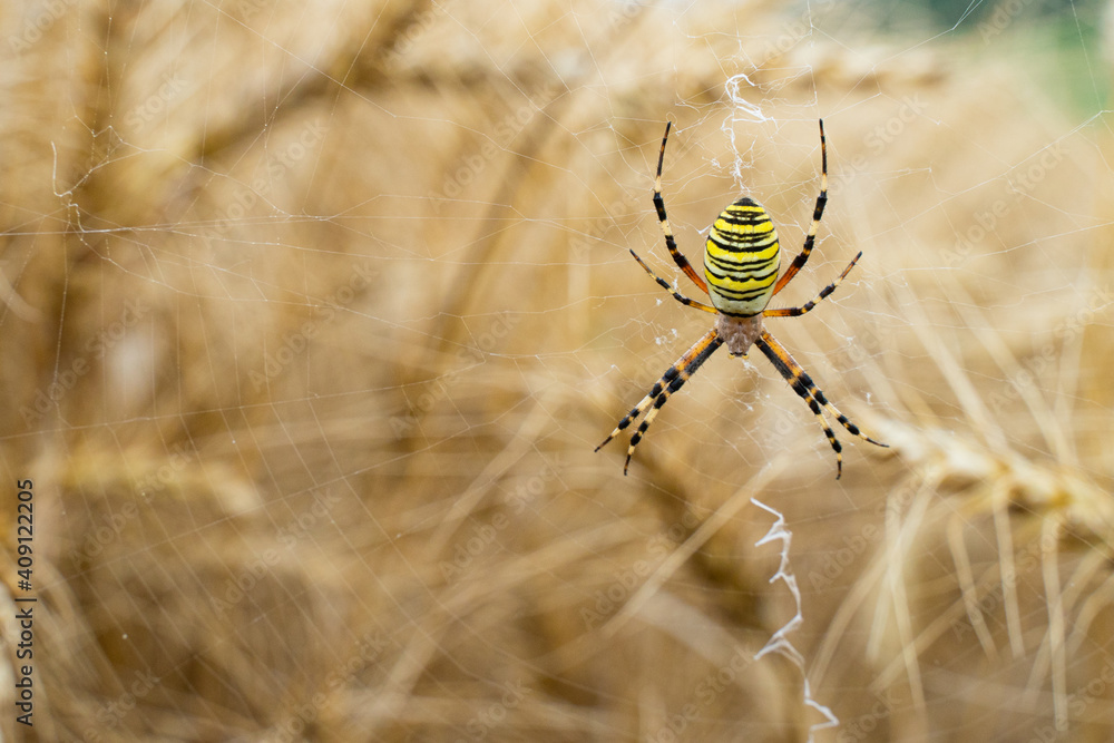 une Argiope bruennichi, épeire fasciée ou encore Argiope Frelon, massif central, France une Argiope bruennichi, épeire fasciée ou encore Argiope Frelon, massif central, France