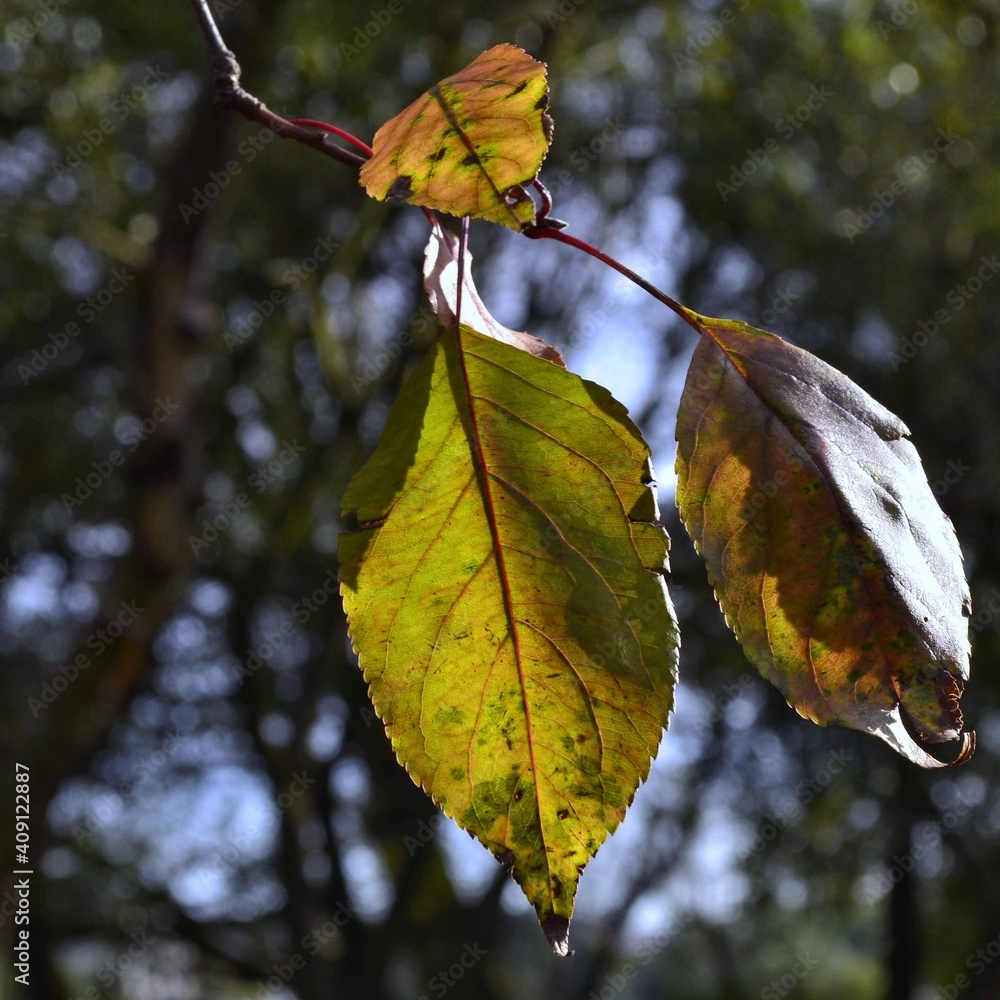Obraz premium autumn leaves on a tree
