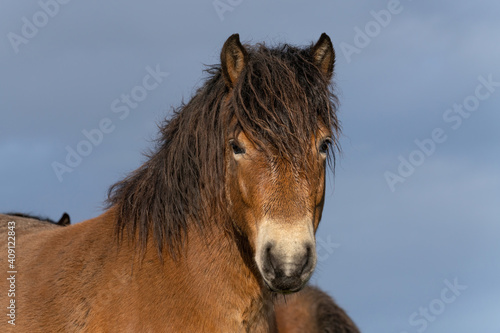 Head of a wild Exmoor pony, against a blue sky in nature reserve in Fochteloo, the Netherlands © Dasya - Dasya