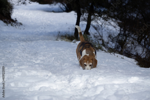 Fototapeta Naklejka Na Ścianę i Meble -  doggy in the winter