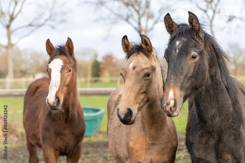 Three, one year old horses in the pasture. A black and a brown, yellow foal. They stand side by side as friends. Selective focus Three, one year old horses in the pasture. A black and a brown, yellow foal. They stand side by side as friends. Selective focus