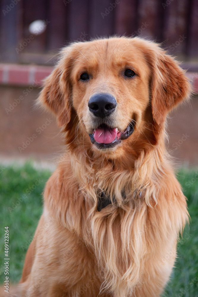 golden retriever portrait