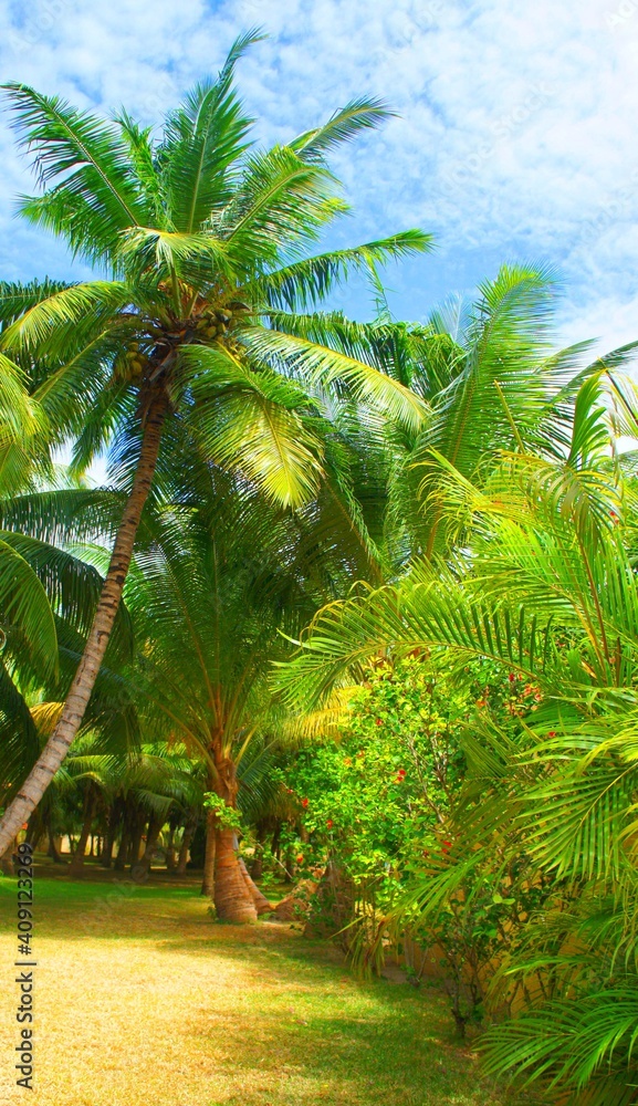 Coconut palm trees on tropical beach, lush palm leaves, summer sunny day. Coconut palm trees on tropical beach, lush palm leaves, summer sunny day.