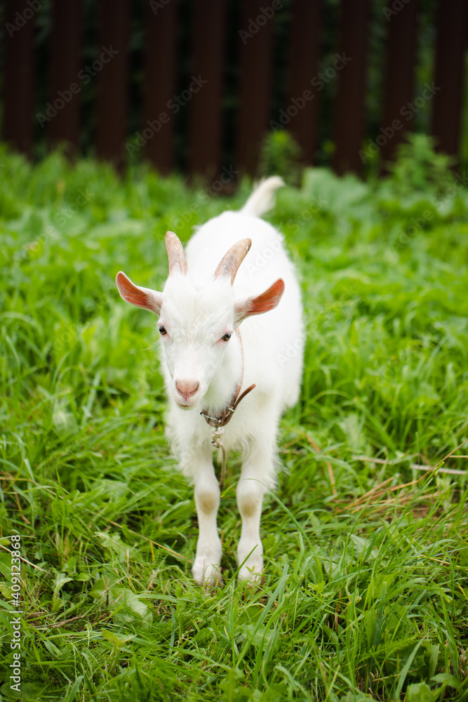 Young White Goat In Summer Meadow. Young White Goat In Summer Meadow.