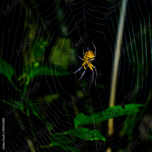 golden orb spider on the web