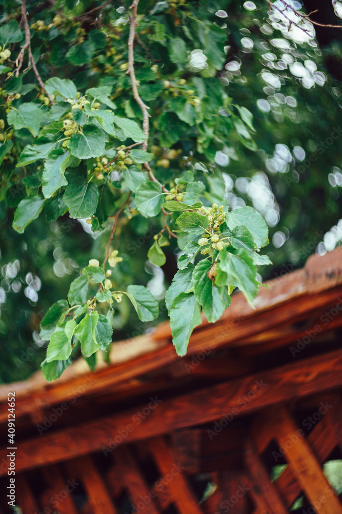 Close-up of mulberry branches with green fruits.