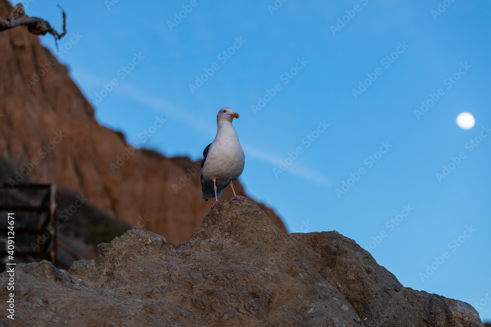 Seagull and Full Moon in Malibu Seagull and Full Moon in Malibu