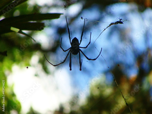 spider on the web