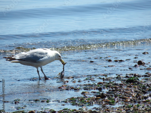 Seagull at the bay.