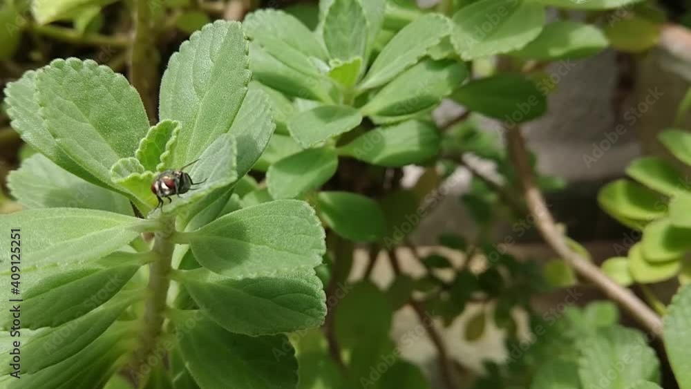 Fly insect on the chilean boldo leaf - Peumus boldus (Boldo-do-chile) Fly insect on the chilean boldo leaf - Peumus boldus (Boldo-do-chile)