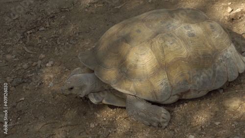 A large African tortoise crawls on the ground. Turtle in the vastness of Africa. Animals in the wild photo