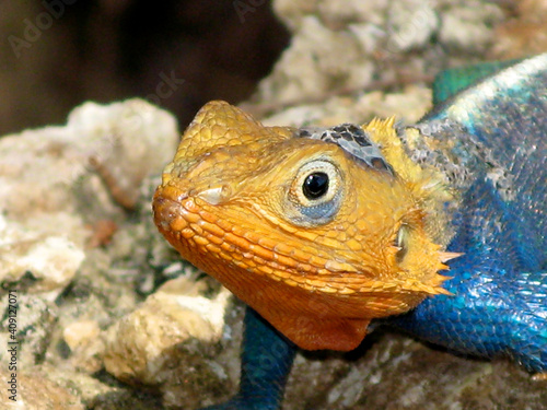 Closeup Of A Blue Chameleon With An Orange Head