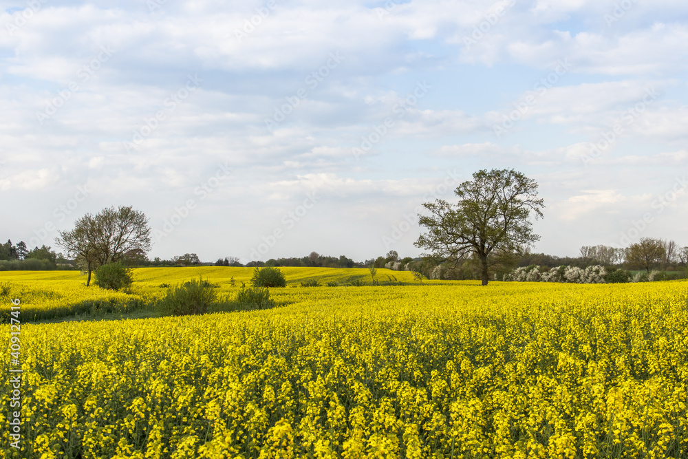 Obraz premium Rape Field