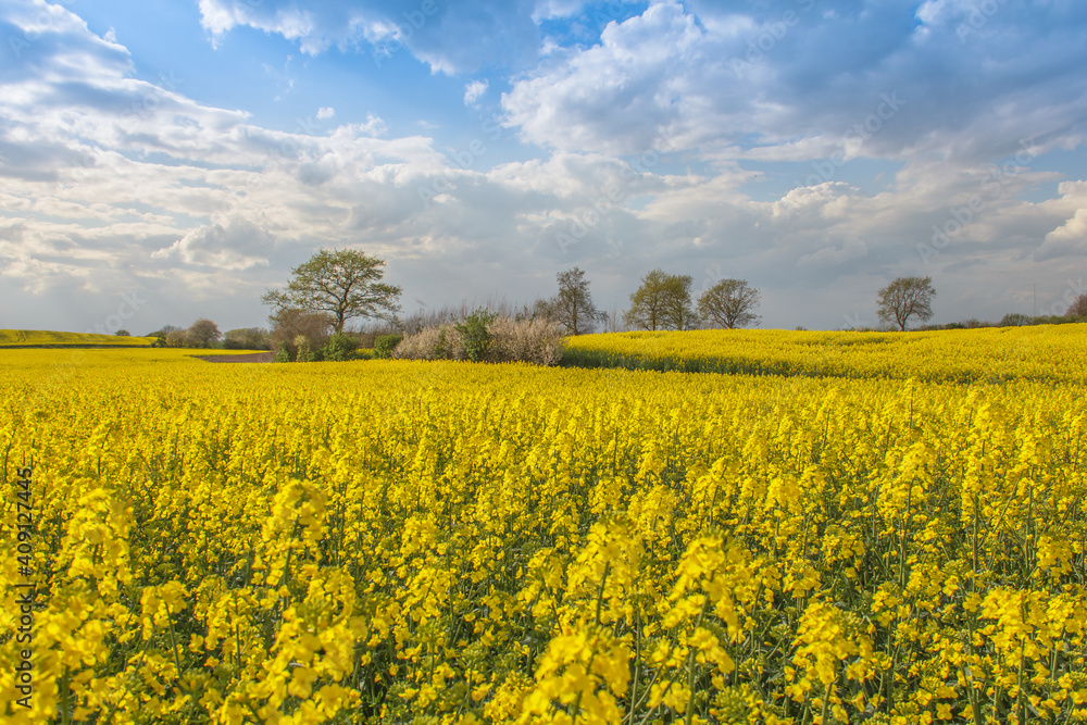 Rape Field