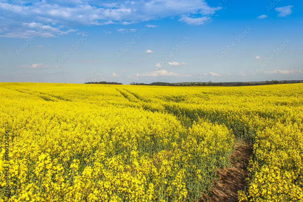Obraz premium Rape Field