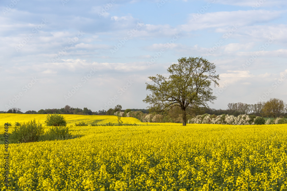 Rape Field