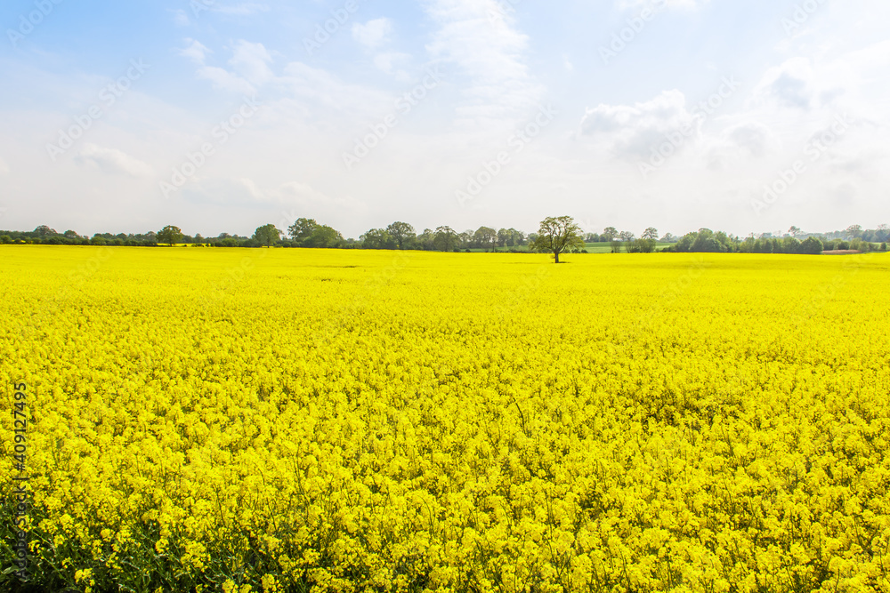 Rape Field Rape Field