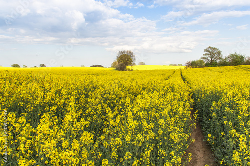 Rape Field