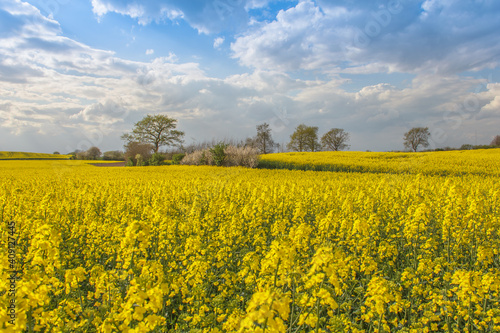 Rape Field