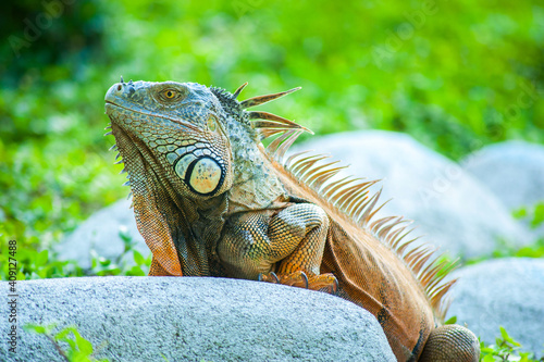 Iguanas in the wild among the rocks