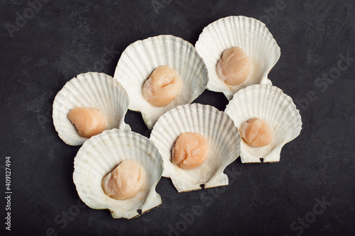 Scallops in the shells. Set. On a black background. Close up. 
